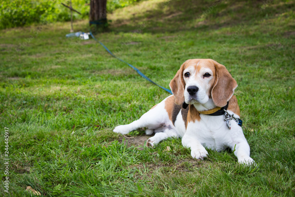 Beagle dog relaxing on grass