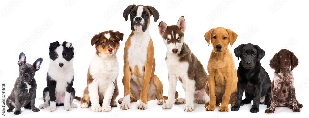 Group of purebreed puppies isolated on white background - obrazy, fototapety, plakaty 