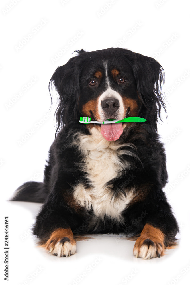 Dog with toothbrush in the mouth