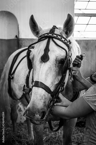 Horse being prepared for riding