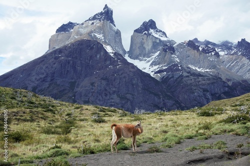 Vicuna in Torres del Paine  Patagonia