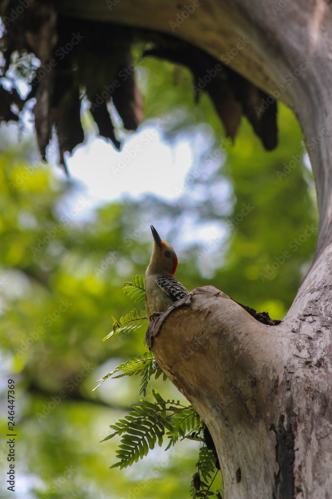 Naklejka premium Bird in a tree