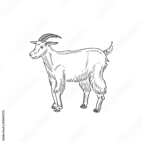 Goat Hand Drawn Vector Illustration. Abstract Domestic Animal Sketch. Engraving Style Drawing.