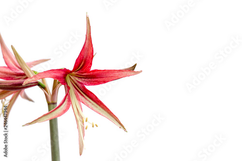 Beautiful flowers of the bulbous plant Hippeastrum. Red flowers on a white background. Isolated hippeastrum inflorescence. Hippeastrum La Paz.