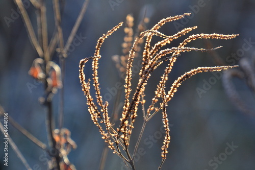 een stralende winterzon op uitgebloeide Veronica in de stadstuin photo