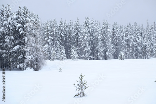 Winter Pine Trees Frozen Forest Snow Covered Pines