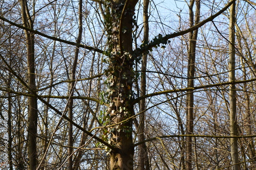 Arbre