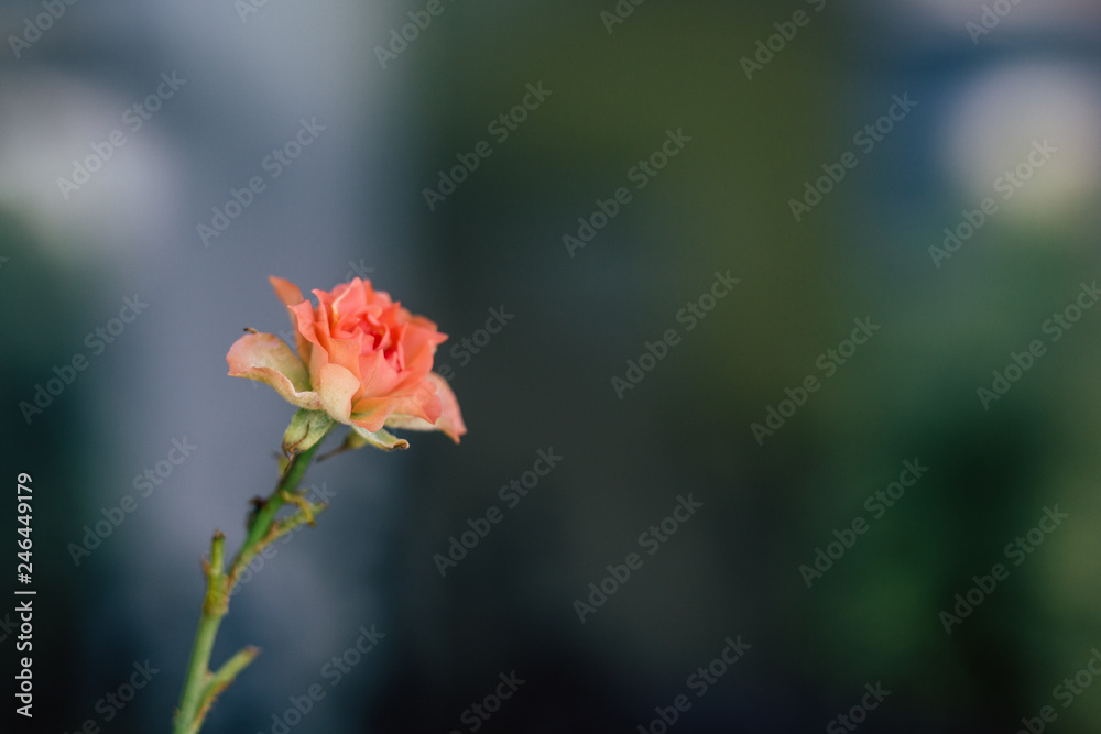 Lovely climbing roses. Bush of beautiful climbing small roses with green leaves. Lovely climbing roses. Bush of beautiful climbing small roses with green leaves.
