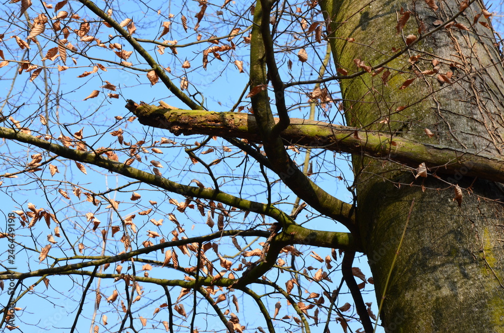Fototapeta premium Arbre