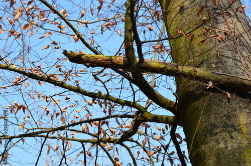 Arbre