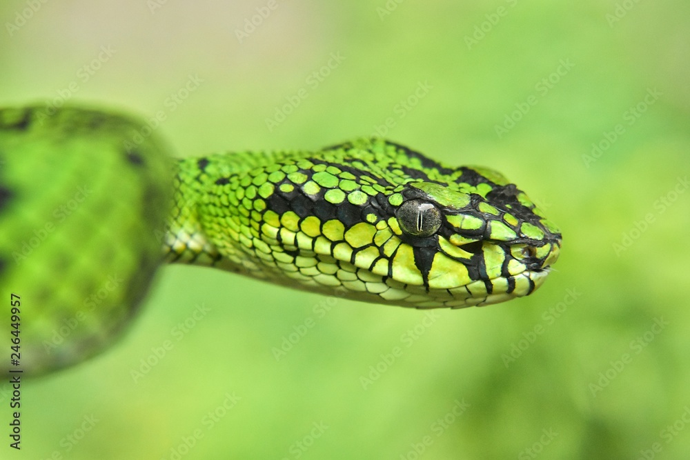 Obraz premium Green Pit Viper Snake