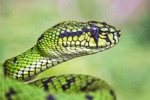 Green Pit Viper Snake