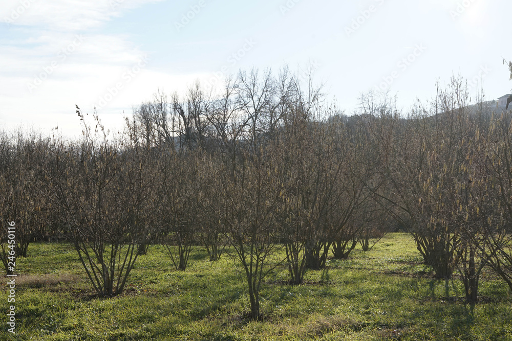 Hazelnut trees in winter