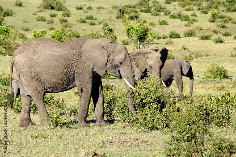 Fototapeta premium herd of elephants