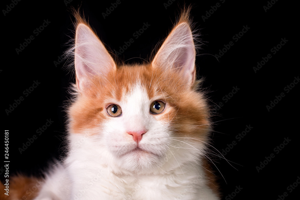 Adorable cute maine coon kitten on black background in studio, isolated.