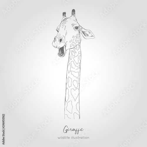 Realistic hand drawn vector sketch of giraffe head.