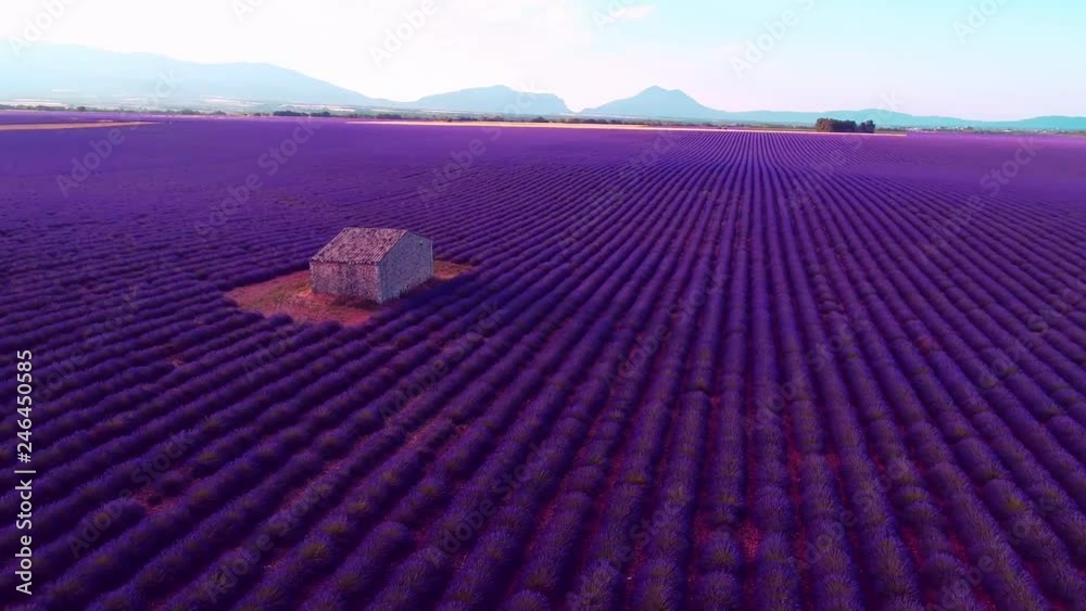 aerial view of lavender flower field in france provence aerial view of lavender flower field in france provence