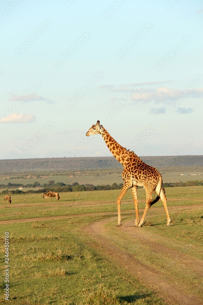 Obraz premium giraffe in africa