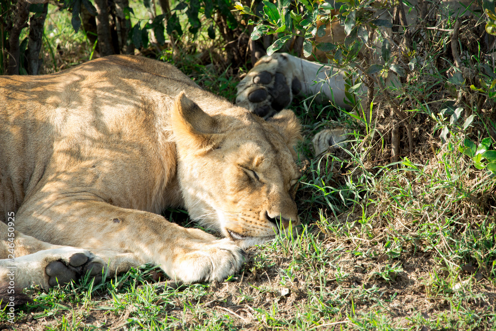 Fototapeta premium Sleping female lion