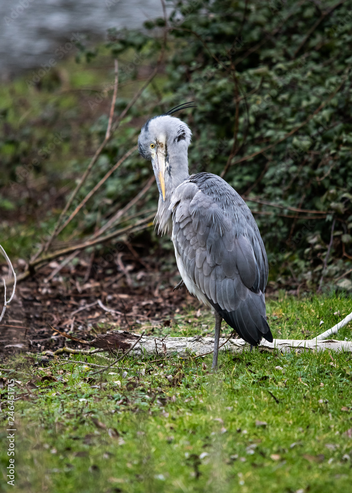 Fototapeta premium Gray Heron