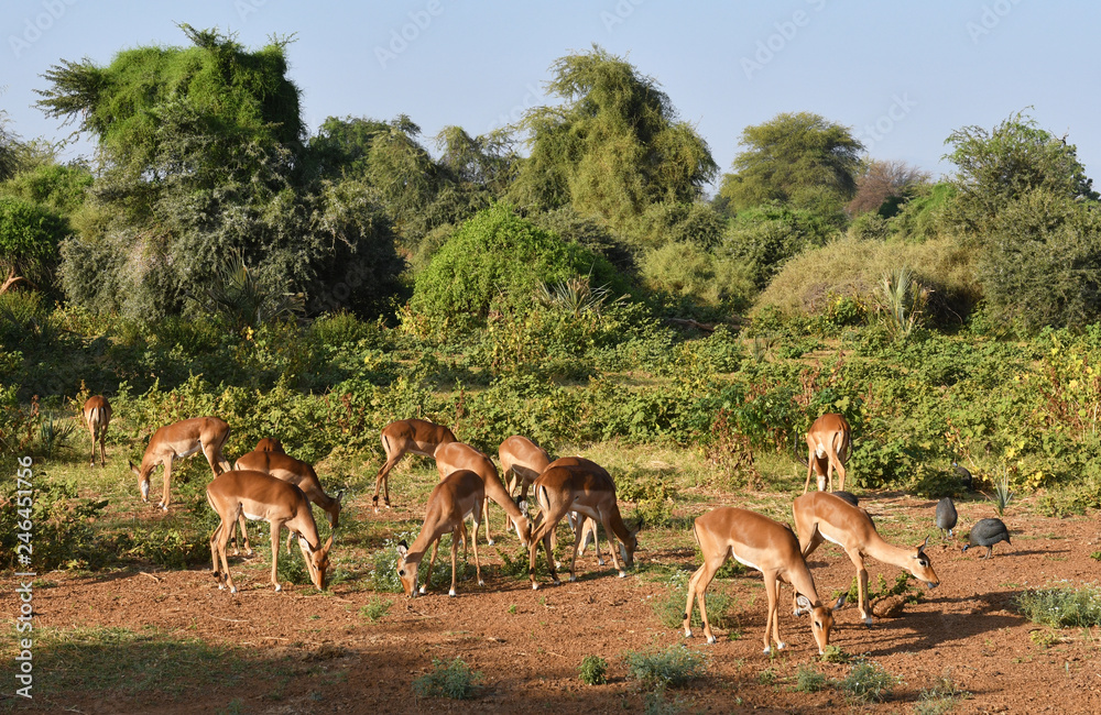 Antilopen in Kenia Antilopen in Kenia