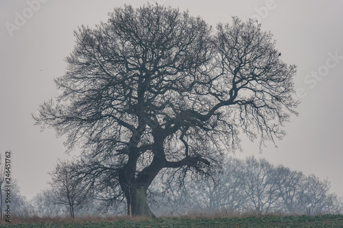 Oak tree in winter, silhouetted against the sky