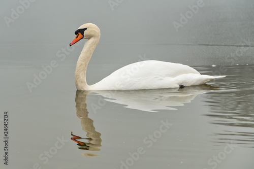 Swan On a Lake On a Winter Day