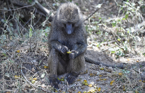 Pavian frisst Früchte in Kenia photo