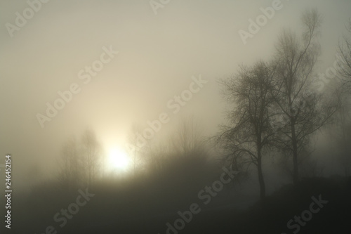 A picture of some trees on a small hill standing in the morning mist. Look mysterious and enigmatic. 