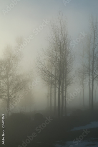 A picture of some trees on a small hill standing in the morning mist. Look mysterious and enigmatic. 