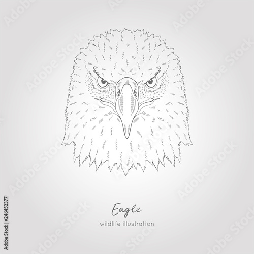Hand drawn vector illustration of eagle symmetrical head Bird sketch