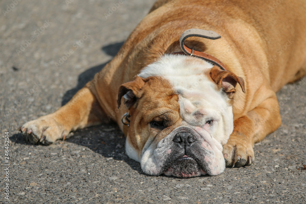 A sleepy tired bulldog is lying on the ground and looking sleepy at You. 