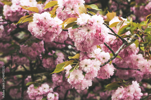 Beautiful full bloom cherry Blossom in the early spring season. Pink Japanese flower. Japanese Garden. © Hanna