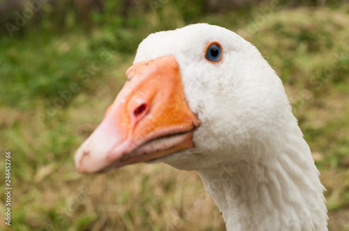 White goose fun portrait