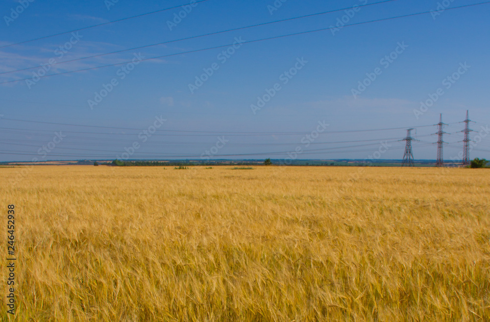 Fototapeta premium field and blue sky in Ukraine