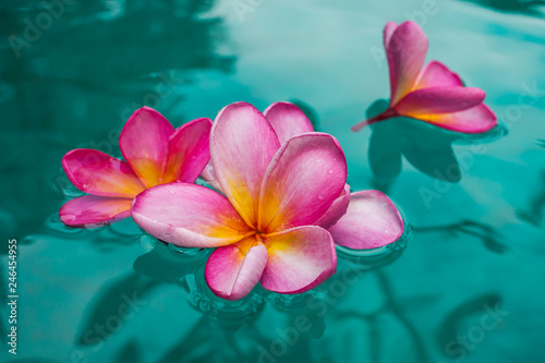 fleurs de frangipanier dans l'eau