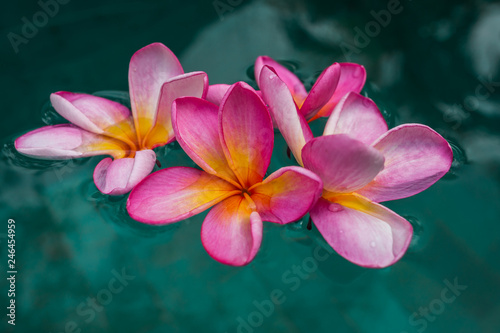 Fototapeta Naklejka Na Ścianę i Meble -  fleurs de frangipanier dans l'eau