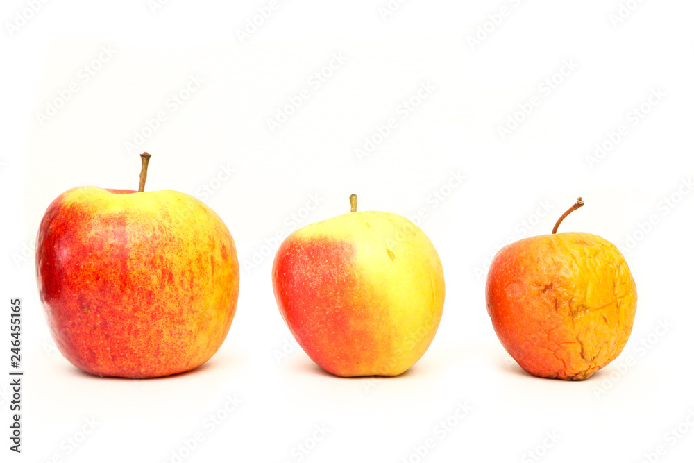 A picture of three ordinary apples, without modifications..as you know from the shop. The picture shows the maturing of the apples. One is fresh, one is older and one is dry. A picture of three ordinary apples, without modifications..as you know from the shop. The picture shows the maturing of the apples. One is fresh, one is older and one is dry.