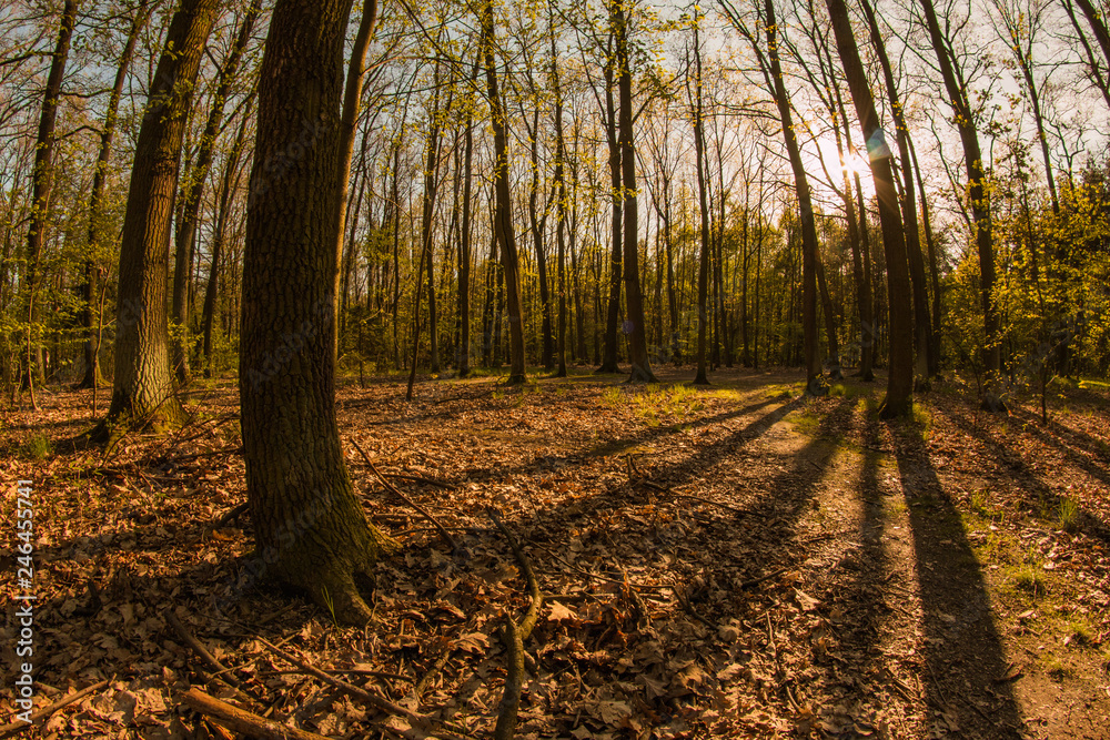 Obraz premium A picture from the bright sunny spring day in the forest in Europe. Sun is going down and the wood is full of colors. 