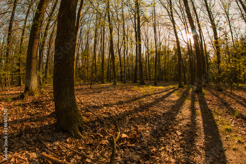 A picture from the bright sunny spring day in the forest in Europe. Sun is going down and the wood is full of colors. 