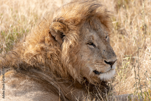 Lion head Safari