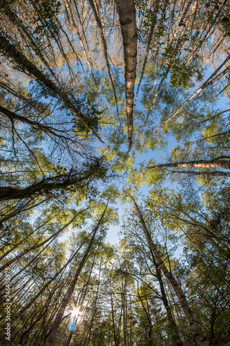 Looking up in the treetops during the hot spring day. 