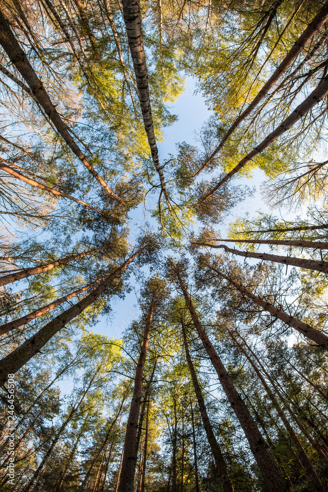 Fototapeta premium Looking up in the treetops during the hot spring day.