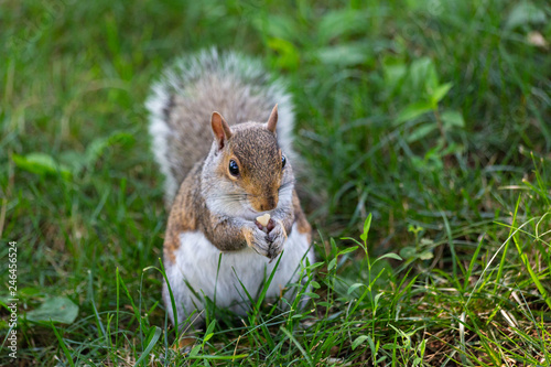 A cute squirrel