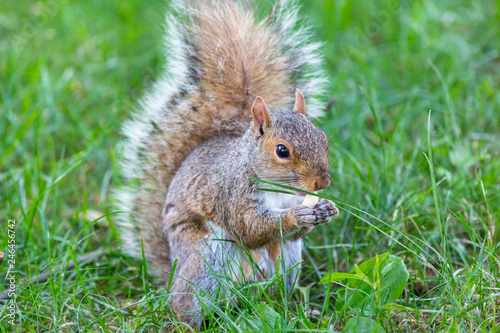 A cute squirrel © Giuseppe Cammino