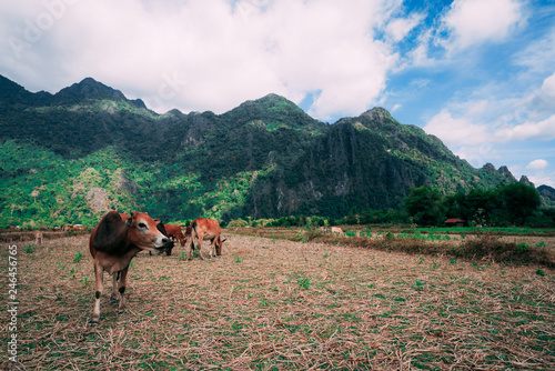 Enjoying the countryside of vang vieng in laos. Very peacefull surrounding outside the busy city. Relaxing with the cows