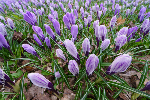 Beautiful violet snowdrops
