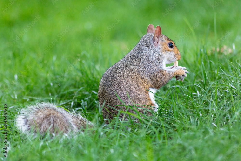 Obraz premium A cute squirrel