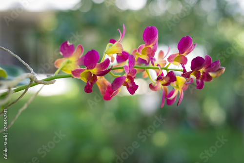 pink yellow orchid branch in nature