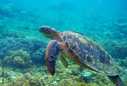 Green turtle with fish underwater photo. Sea turtle closeup. Oceanic animal in wild nature. Summer vacation © Elya.Q